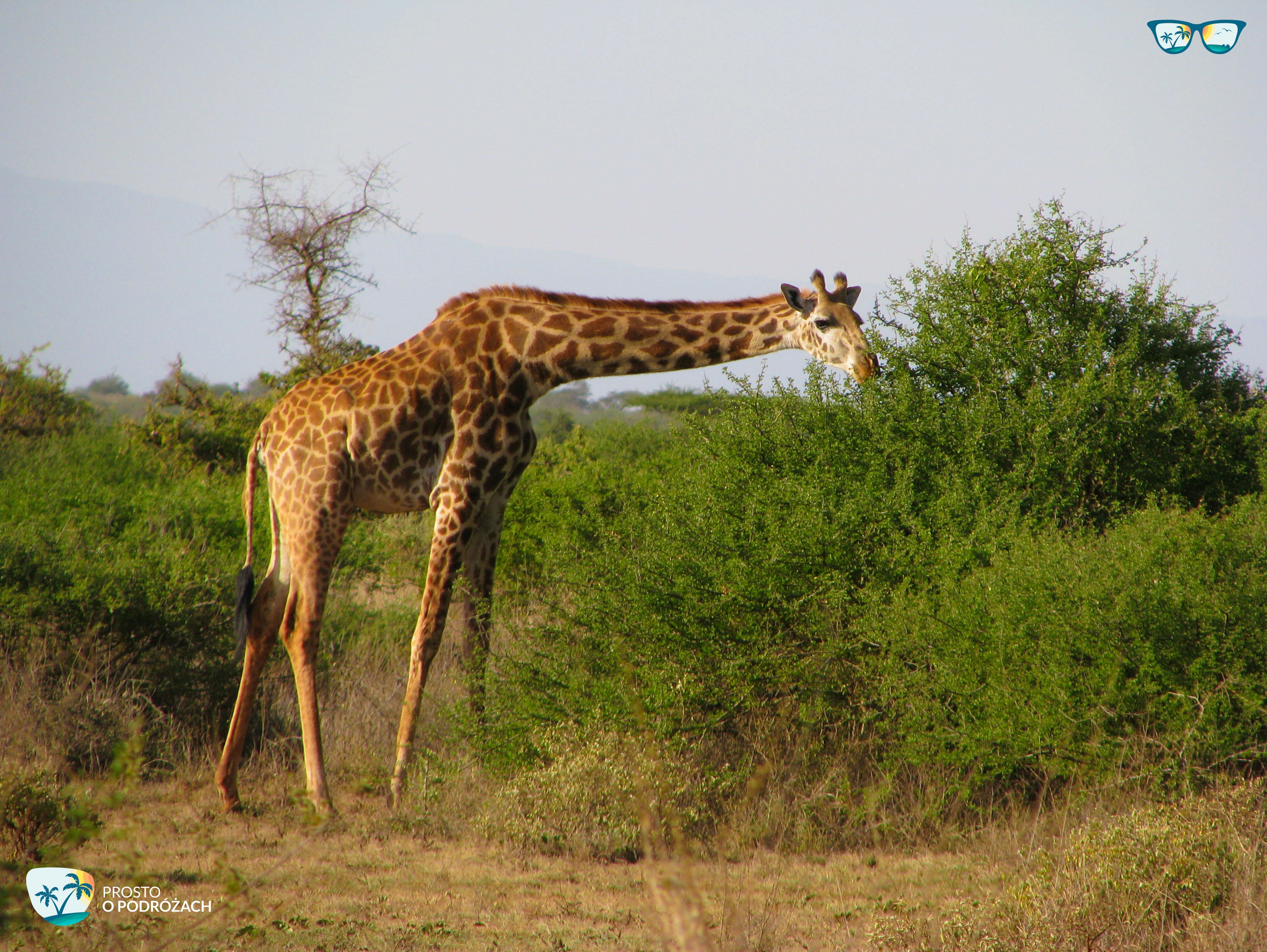 Safari w Kenii - żyrafa
