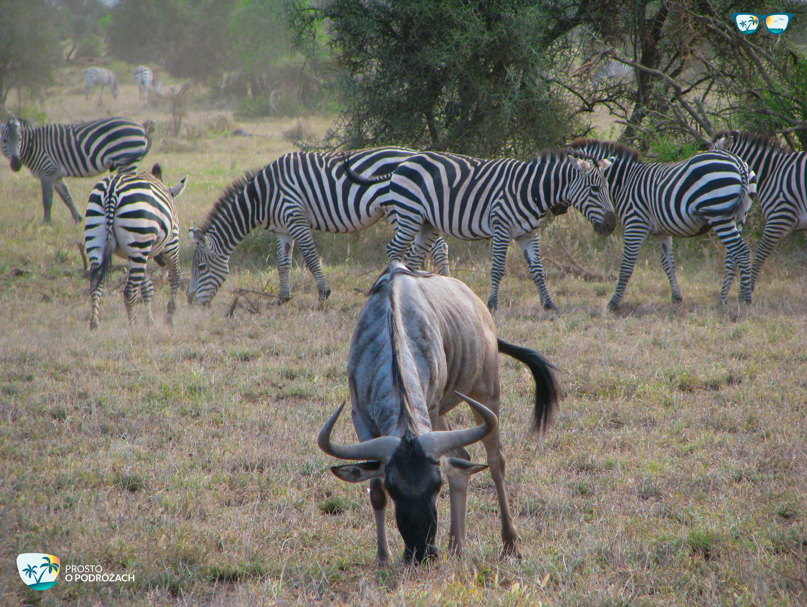 Safari w Kenii - jeszcze więcej zebr