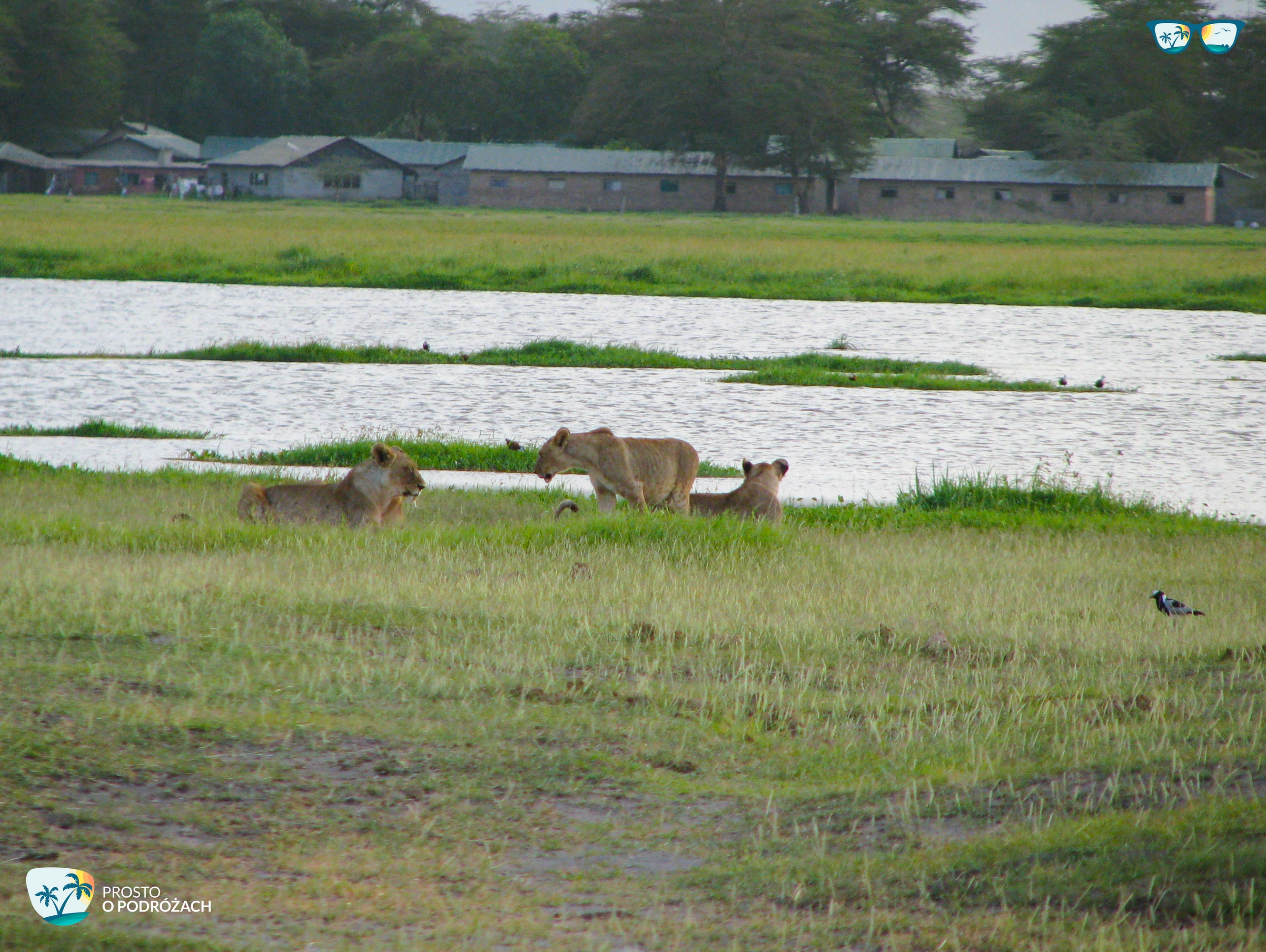 Safari w Kenii - lwy